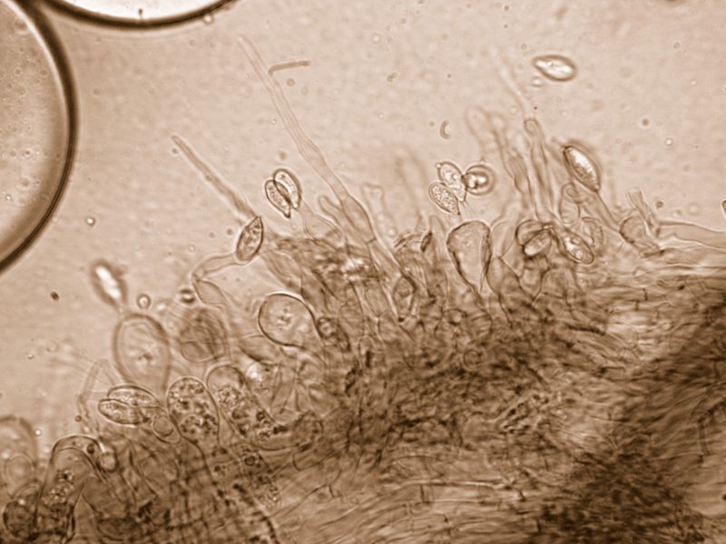 Clitopilus  cystidiatus       Hauskn. & Noordel.